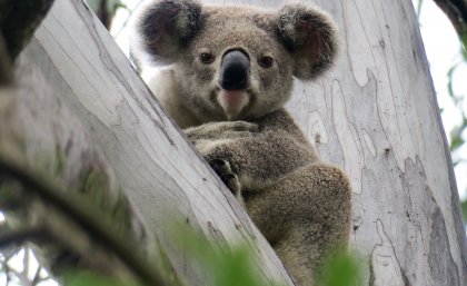 Koala sitting in the fork of a gum tree. Image, Bev Millican